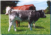 Belgian Blue Cow and Calf