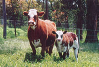 Belgian Blue Bull