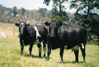 belgian blue cattle