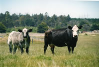 belgian blue cattle