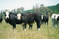 belgian blue cattle
