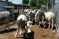 belgian blue cattle