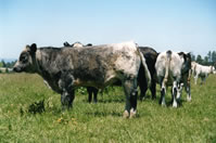 belgian blue cattle