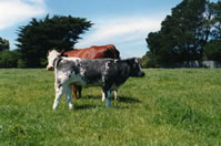 belgian blue cattle