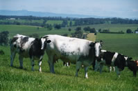 belgian blue cattle