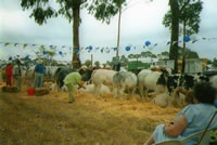 belgian blue expo