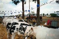 belgian blue expo