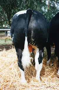 belgian blue cattle rump