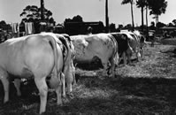 belgian blue cattle rumps