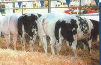 The Australian Belgian Blue Cattle Society Inc